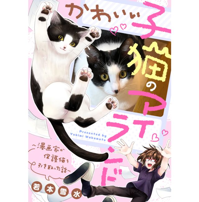 かわいい子猫のアイランド　～漫画家が保護猫を引き取った話～