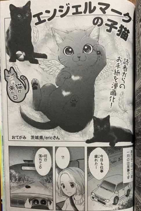 エンジェルマークの子猫