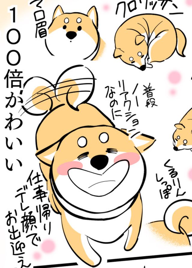 柴犬ってめちゃくちゃかわいいよねって話