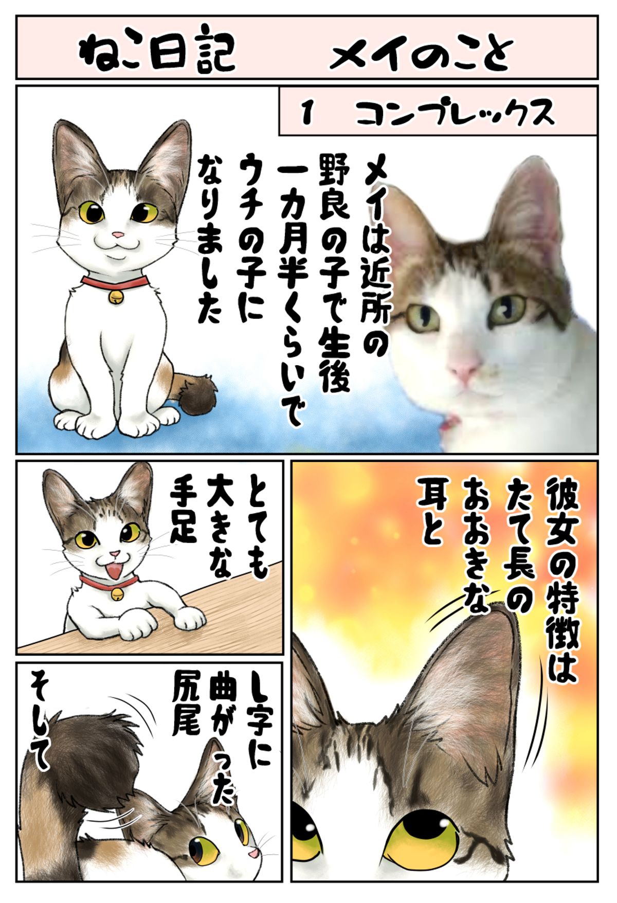 ねこ日記「メイのこと」