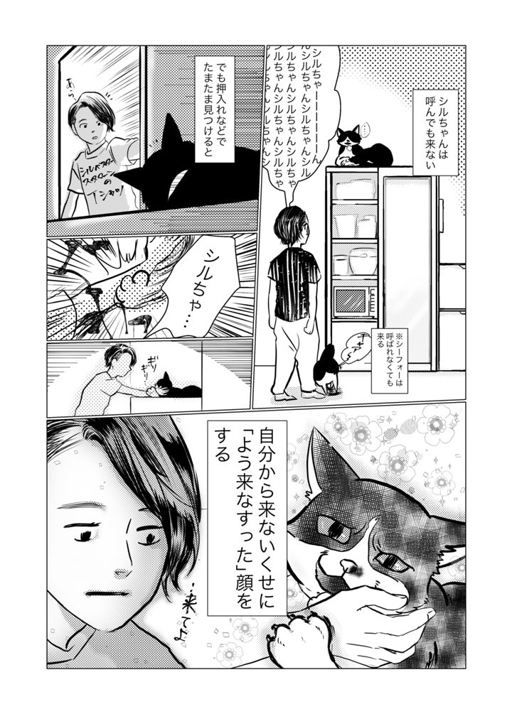 来ない猫シルベスター