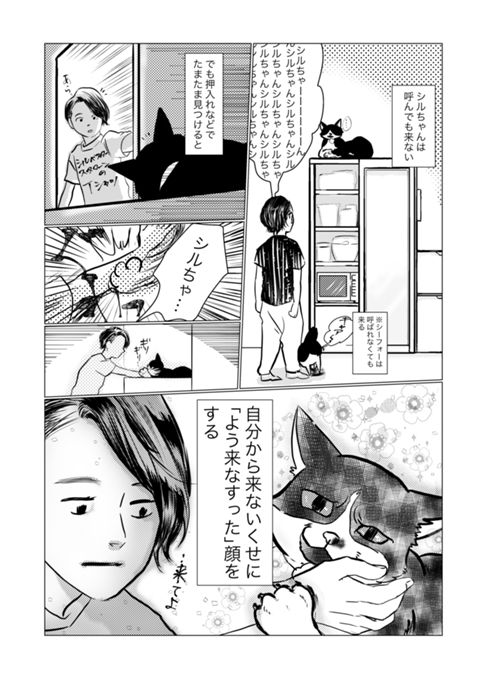 来ない猫シルベスター