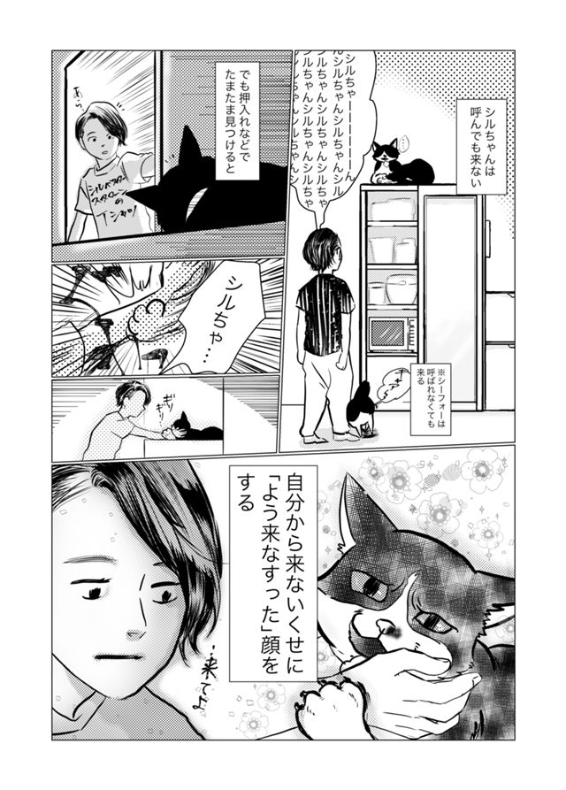 来ない猫シルベスター