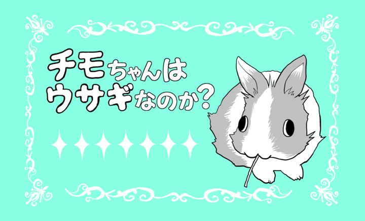 チモちゃんはウサギなのか?